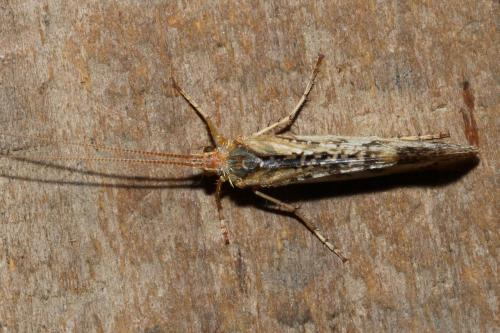 Limnephilus sp.